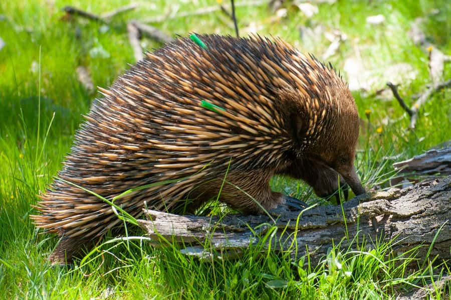 Sapphire Coast: 7h Shore Excursion with Aussie Morning Tea - Key points to know before you book