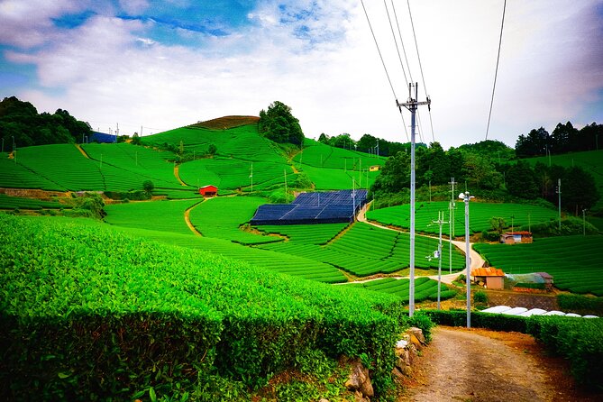 Scenic Green Tea Fields of Hidden Kyoto & Local Tea Exp (Private) - Why this private Kyoto tea tour is different
