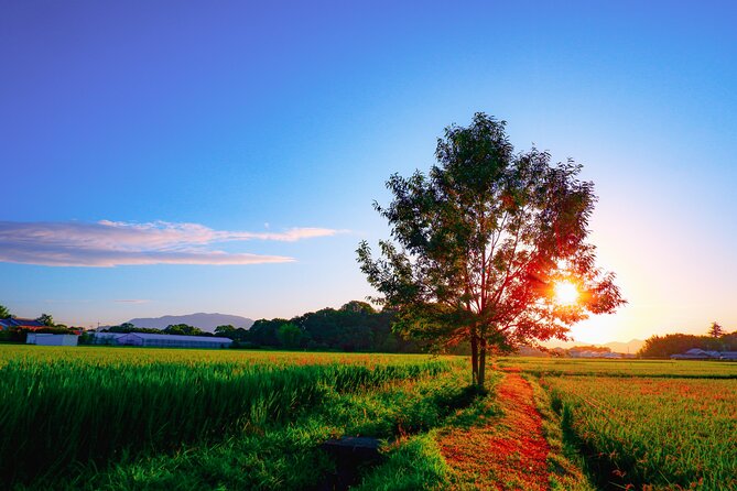 Scenic Green Tea Fields of Hidden Kyoto & Local Tea Exp (Private) - Ujitawara and the story of Japanese tea