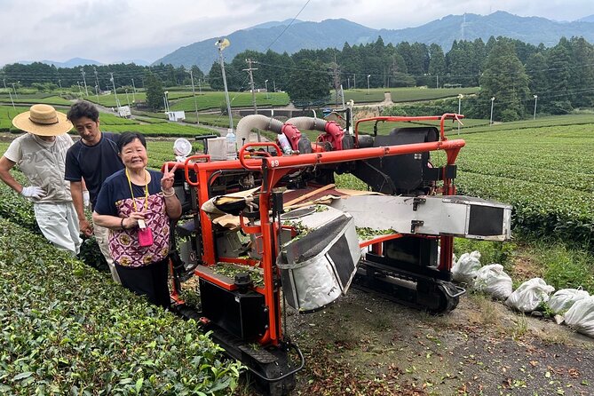 Shizuoka Tea Picking Private Experience - Starting at Kanaya Station in Shizuoka