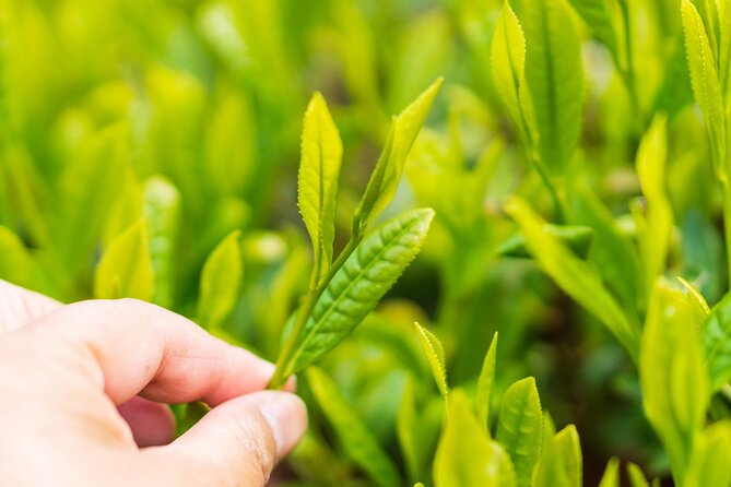 Shizuoka Tea Picking Private Experience - How the private format changes the experience