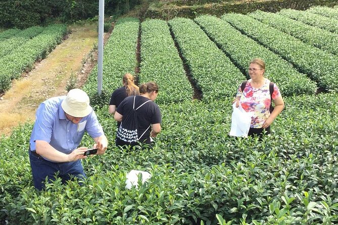 Shizuoka Tea Picking Private Experience - Sampling several teas instead of tasting just one