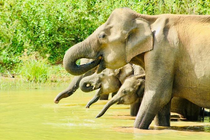 Sigiriya, Kandy to Ella TRain Ride plus Up Country TEA[B&B Basis] - Pinnawala: close elephant viewing with a question to consider