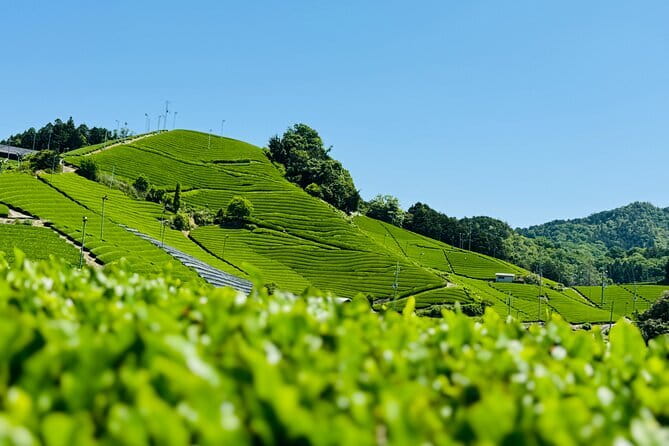 Slow Cycling Tour at Uji's Matcha Green Tea Fields and Heritage - Koshoji Temple and the Kotosaka slope