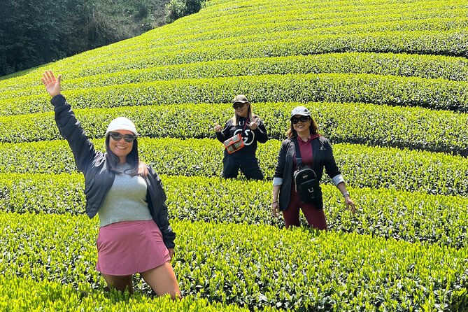 Small Group Japanese Green Tea Tasting in Shizuoka - Key points to know before booking
