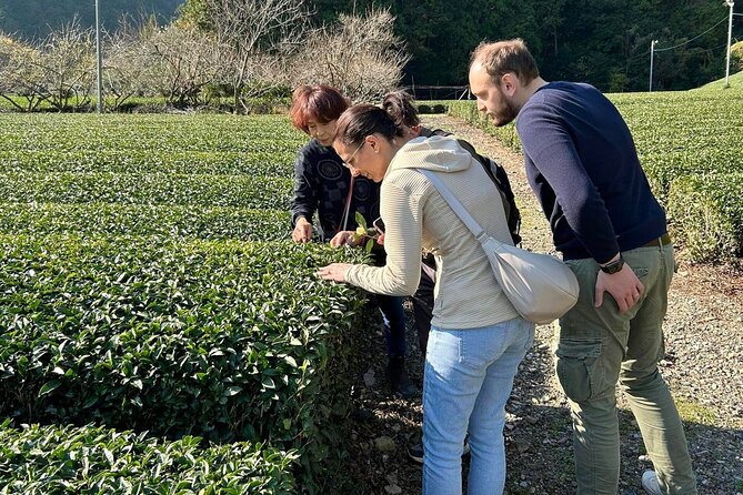 Small Group Japanese Green Tea Tasting in Shizuoka - How to pay attention during the sencha flight