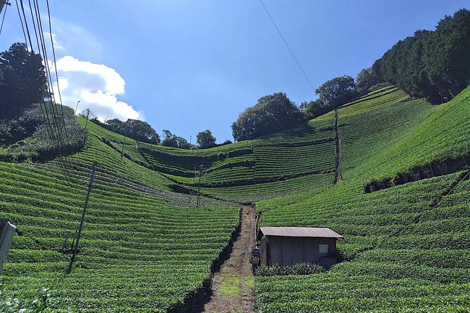 Small Group Japanese Green Tea Tasting in Shizuoka - Meeting a ninth-generation tea family at Moriuchi Tea Farm