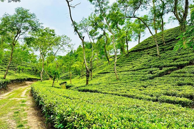 Sreemangal Tea Tour Experience Nature and Culture in a Local way - Seven-layer tea at Adi Nilkantha Tea Cabin