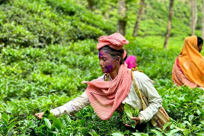 Sreemangal Tea Tour Experience Nature and Culture in a Local way - Noor Jahan and Padmacherra tea estates