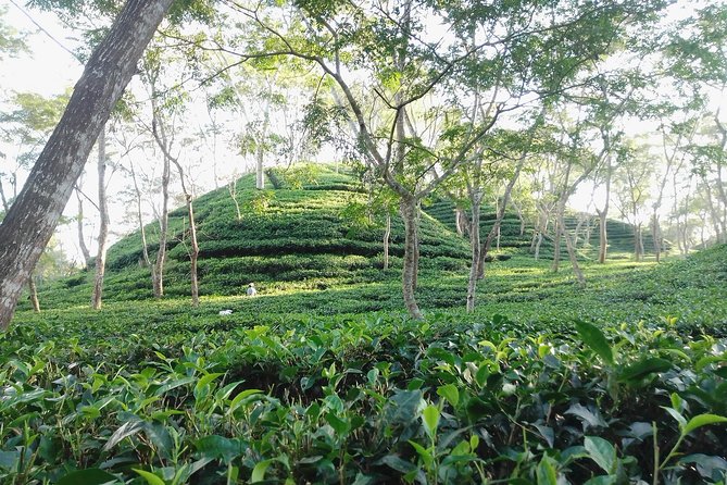 Srimangal nature tour in forest and tea garden - Key points to know before you go