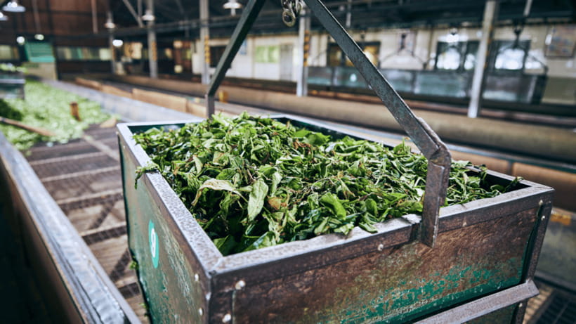 Taipei: Daxi Old Street and Tea Factory, Xiaowulai Day Tour - Why this northern Taiwan day trip works