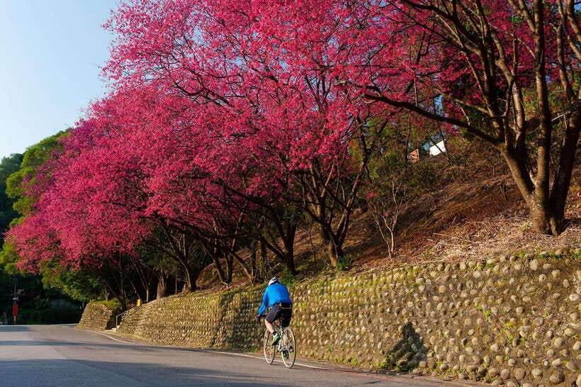 Taipei: Maokong Tea & Shenkeng Tofu Private Day Tour - Maokong tea country above Taipei