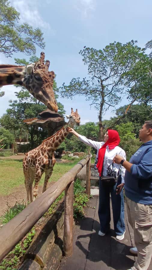 Taman Safari and Tea Plantation Tour at Puncak - From Jakarta traffic to the hills of Puncak