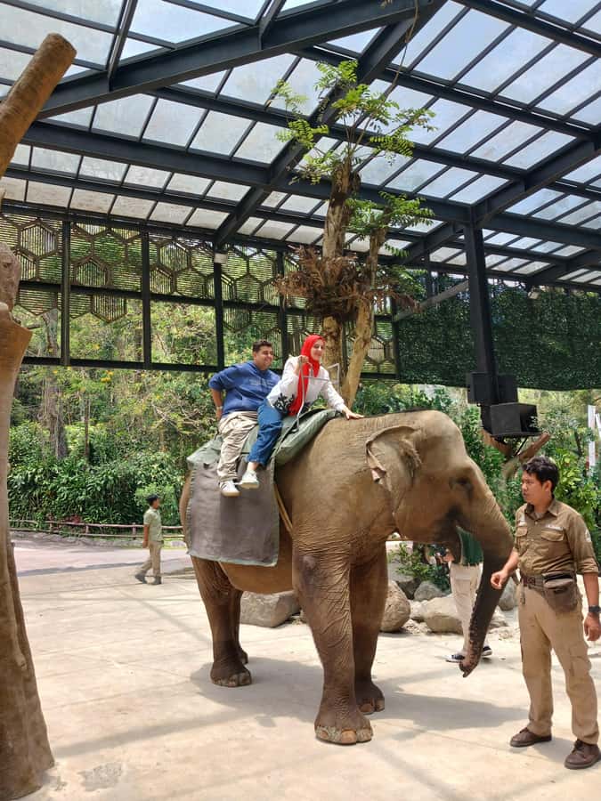 Taman Safari and Tea Plantation Tour at Puncak - Feeding animals from the car