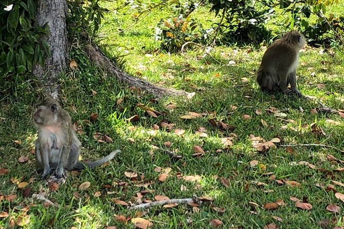 Tea and Culture Route - Mare aux Vacoas: a quick stop with national importance