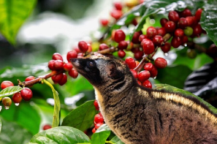 Tea & Coffee Tour - What the $128 price actually includes