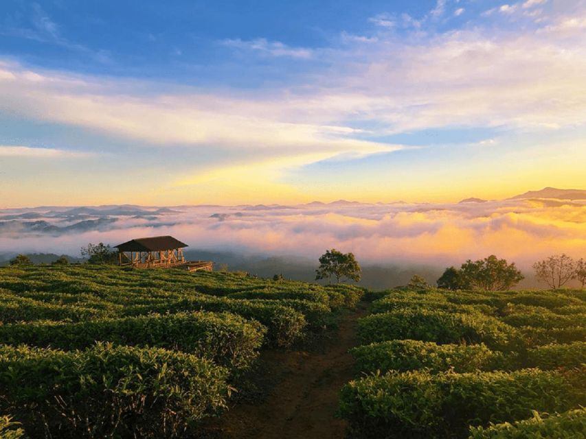 Tea & Coffee Tour - Following Arabica coffee from plant to cup