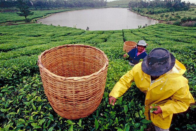 Tea Experience in the Exotic South of Mauritius Private tour. - Key points to know before booking