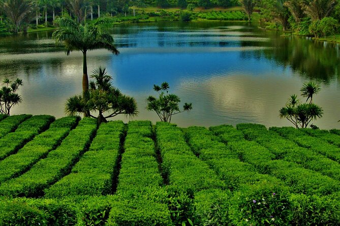 Tea Experience in the Exotic South of Mauritius Private tour. - Why Bois Cheri gives this tour its character