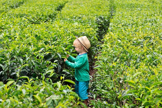 Tea Experience in the Exotic South of Mauritius Private tour. - Bois Cheri tea factory, museum, and tasting