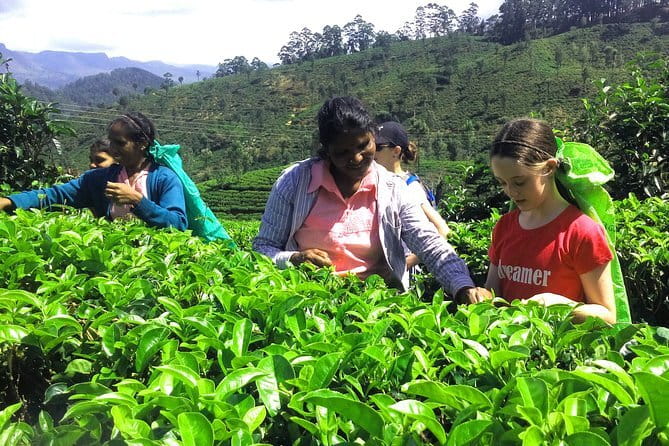 Tea Experience Tour in Haputale with Lunch at a Village house - Why Haputale is a fine place to learn about tea