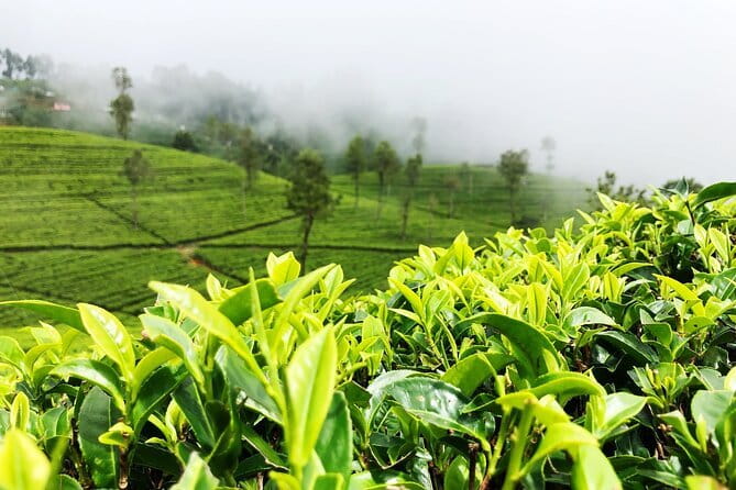 Tea Experience Tour in Haputale with Lunch at a Village house - The factory visit explains what happens after the field