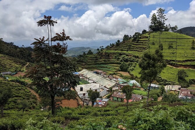 Tea Experience Tour in Haputale with Lunch at a Village house - Who will get the most from this tea tour