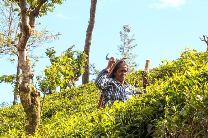 Tea Experience Tour in Haputale with Lunch at a Village house - A village-house lunch gives the day a local finish