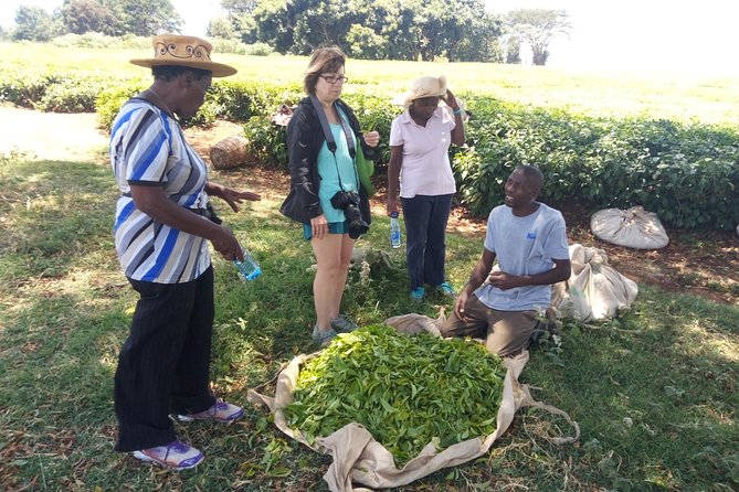 Tea Farm Experience at Riara Tea Farm And Factory Tour - Leaving Nairobi for the tea country near Limuru