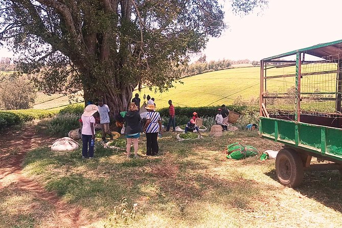 Tea Farm Experience at Riara Tea Farm And Factory Tour - Why a private tour changes the day