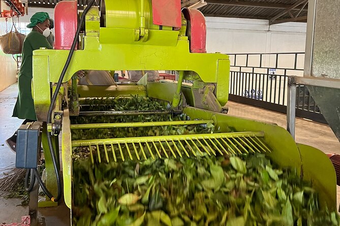 Tea Farm Experience at Riara Tea Farm And Factory Tour - Who will enjoy Riara Tea Farm most