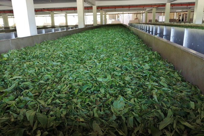 Tea Farm Experience at Riara Tea Farm And Factory Tour - How the experience rates for value
