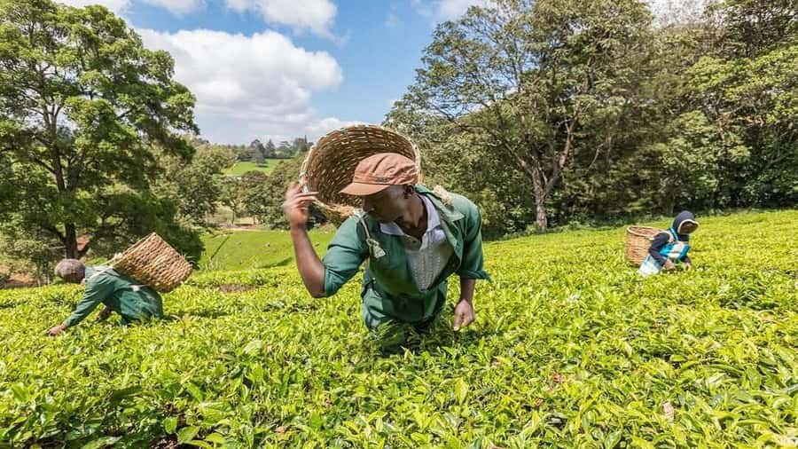 Tea Farm Tour From Nairobi (Kiambethu). - From Nairobi traffic to quiet tea fields