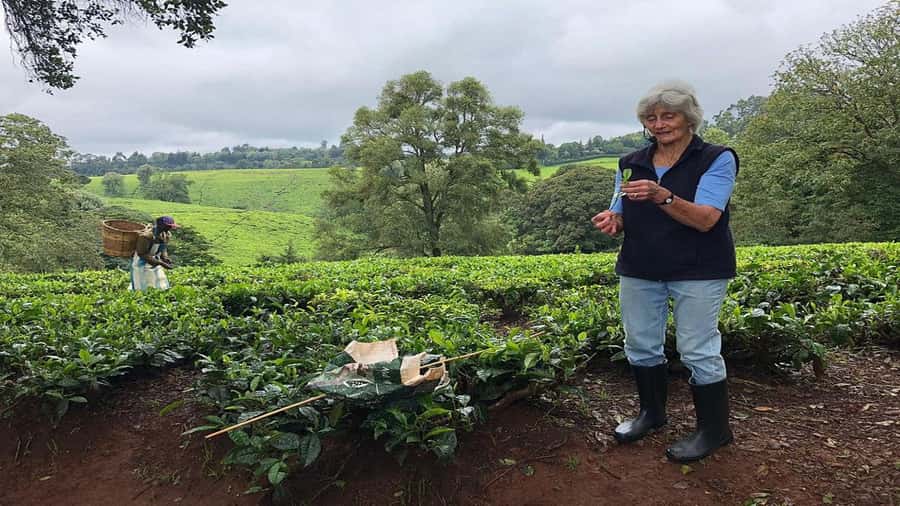 Tea Farm Tour From Nairobi (Kiambethu). - Tea tasting and the small details