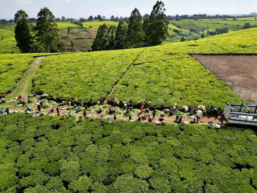 Tea Farm Tour From Nairobi (Kiambethu). - Who will enjoy Kiambethu most