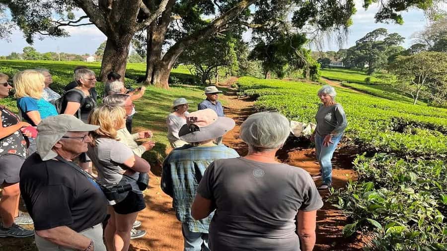 Tea Farm Tour From Nairobi (Kiambethu). - The indigenous forest walk
