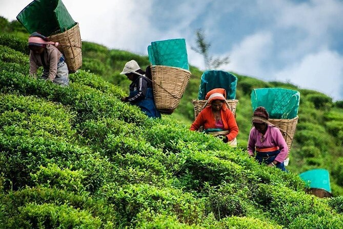 Tea Fields & Factory Tour - Starting at 3 pm in Norwood