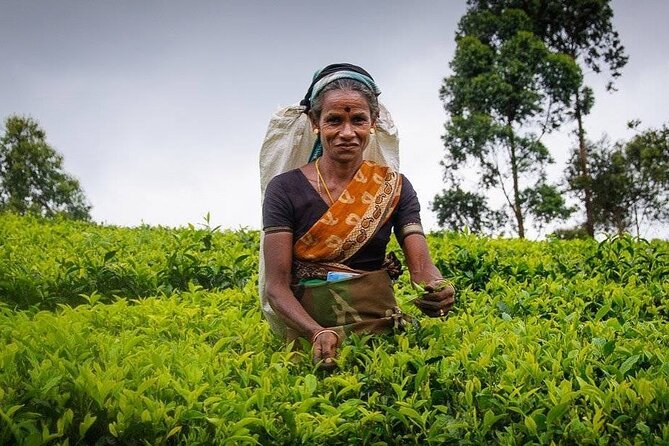 Tea Fields & Factory Tour - Inside the factory: from fresh leaf to finished tea