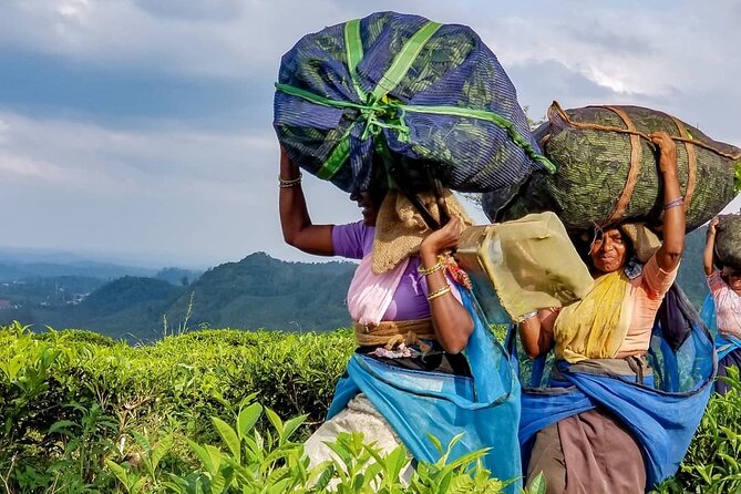 Tea Fields & Factory Tour - Freshly brewed tea at the end