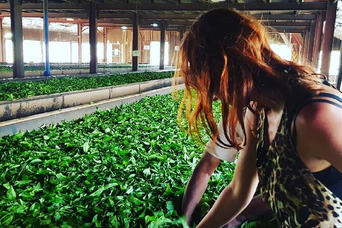Tea Fields & Factory Tour - What $20 buys you