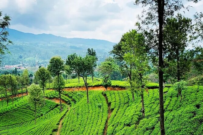 Tea Fields & Factory Tour - Who should book this experience