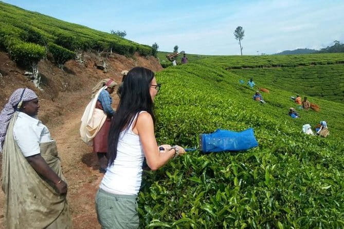 Tea planation walking In Munnar- (by Munnar Info) - Key points to know before you book
