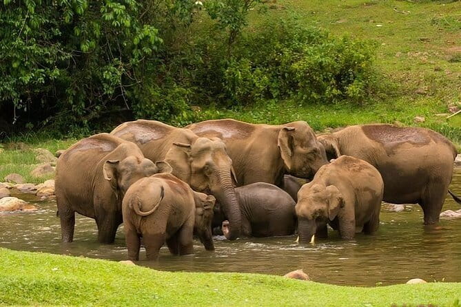 Tea planation walking In Munnar- (by Munnar Info) - How much walking should you expect?