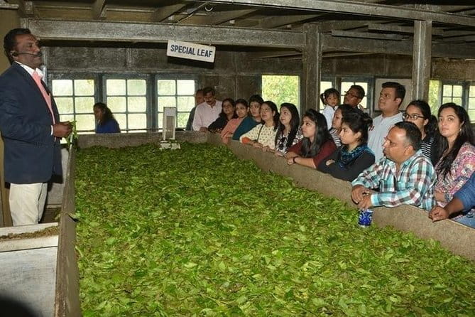 Tea planation walking In Munnar- (by Munnar Info) - Learning to pluck tea in the field