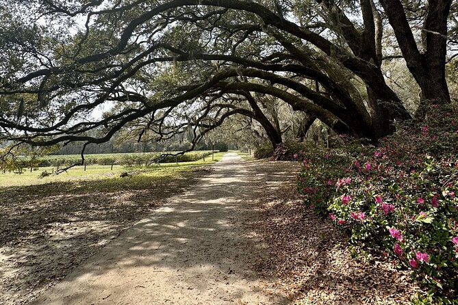 Tea Plantation and Winery Tour in Charleston - Charleston Tea Garden and America’s Tea Story