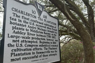 Tea Plantation and Winery Tour in Charleston