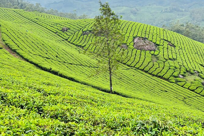 Tea Plantation, Grass Land and Mountain Hiking in Munnar - The Lakshmi Hills viewpoint and Anamudi