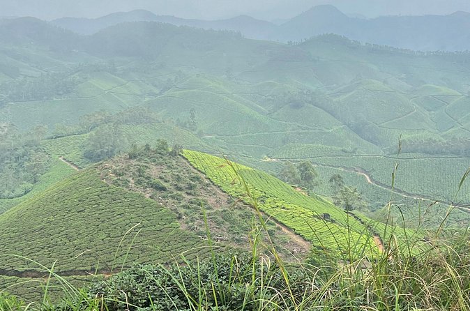 Tea Plantation, Grass Land and Mountain Hiking in Munnar - What the $15.20 price delivers