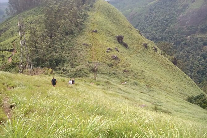Tea Plantation, Grass Land and Mountain Hiking in Munnar - Lakshmi Hills grassland and the chance of bison