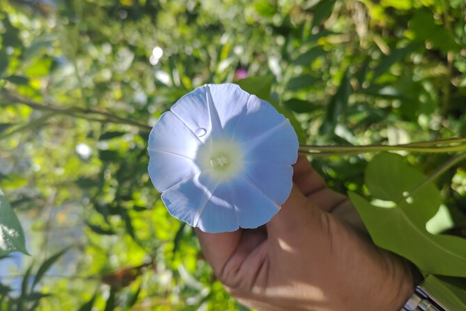 Tea Pluckers' Day - Why a tea estate day is more than a garden walk